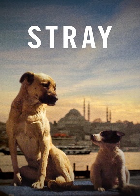 Stray – Streuner